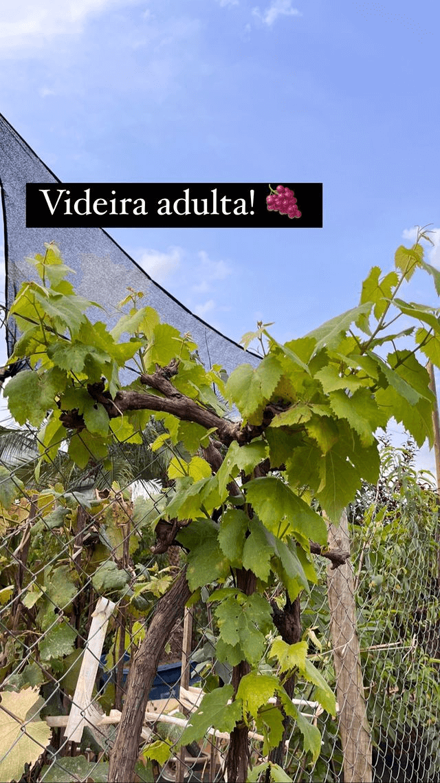 Novidade! Mudas de Videira Adulta