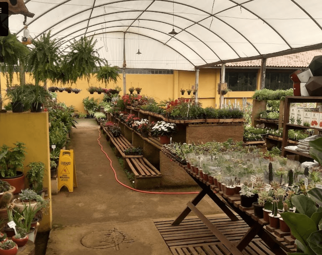 Cactos e Suculentas com 30% de desconto